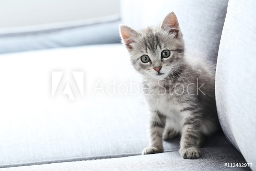 Bild på Beautiful little cat on a grey sofa